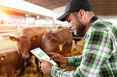 Bio farm livestock. Man farmer using digital farmer controls and monitors the Bio quality standards.