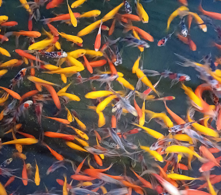Large numbers of small, decorative and colourful Koi Carp swimming underwater in a crowded indoor aquarium or fish tank.