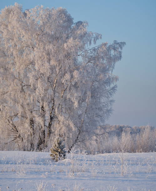 istock White frost on the treetops 2073360171