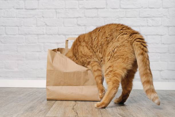 istock Curious red cat stuck his head inside a paper bag. 2073370397