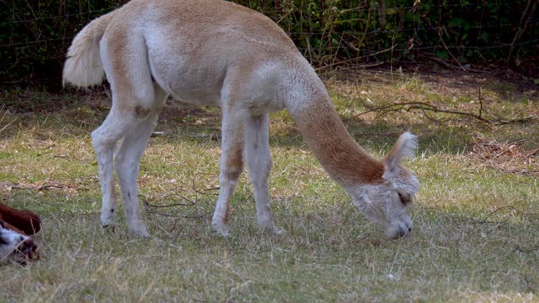 Slow-motion of Guanaco eating grass in the field