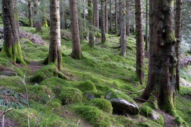 istock Beautiful Tree Trunks on Floyen, Bergen, Norway 2073377160