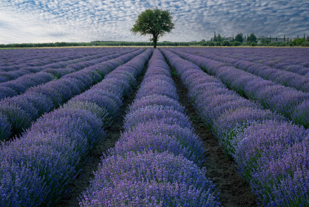 istock Lavender field in Greece 2073381350