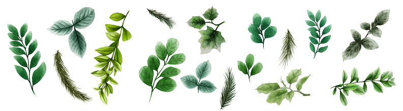 Set of Simple water color green leaves elements. Collection botanical vector isolated on white background suitable for Wedding Invitation, save the date, thank you, or greeting card.