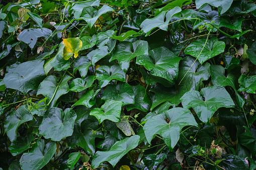 The leaves of the Canarian ivy are arranged in a lush, cascading manner, forming a captivating natural spectacle. Their glossy surface catches the light, creating subtle variations in color and texture. As they gather together, they create a sense of abundance and vitality, showcasing the resilience and adaptability of nature.

This depiction invites viewers to immerse themselves in the tranquil allure of the Canarian ivy, appreciating the delicate intricacies of its foliage. It serves as a testament to the remarkable beauty found in the natural world, reminding us of the importance of preserving and cherishing our natural landscapes.