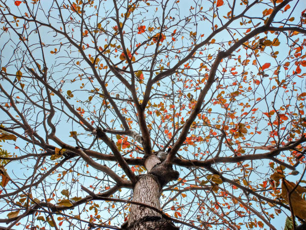 The shedding Tropical Almond tree, commonly found in Indonesia, featuring the tree and its branches adorned with orange-colored leaves, captured from a low angle.
