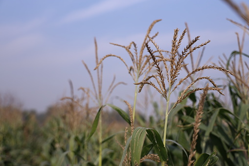 Iowa Cornfield at Harvest Time.