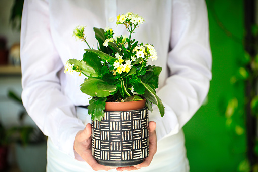 A person holds a potted plant in their hands, showcasing the beauty of nature with ample copy space in the background.