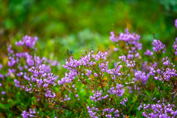 Heather growing in the Scottish Highlands.