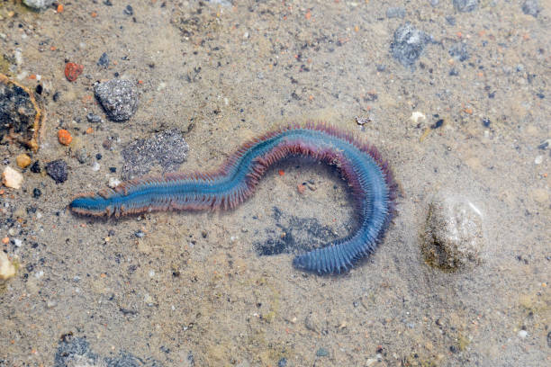 istock Nereis virens close-up lying on the sand 2073434829