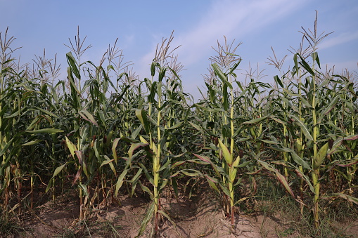 Thriving Green Maize Corn Plantations