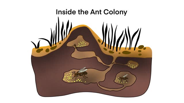 Ant colony living underground, Cartoon anthill colony at soil, insects in formicary