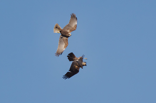 A Kite and a Buzzard fighting in flight.