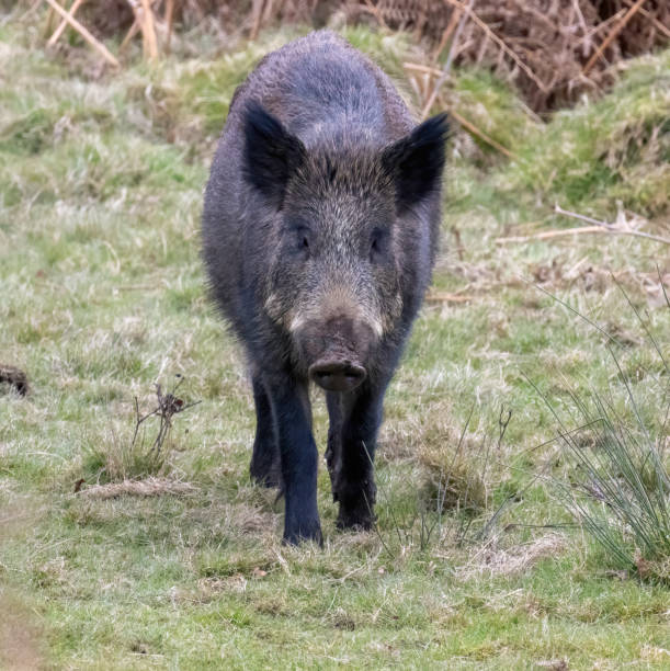 wild boar sow - domestic pig animals in the wild wild boar hunting 뉴스 사진 이미지