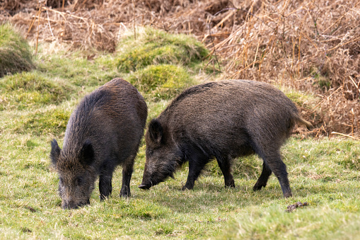 2 Wild boar sow  taken in forest of dean