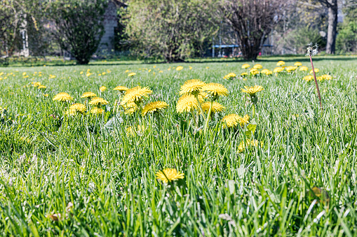Suburban neighborhood yard with patches of early spring dandelion weeds blossoming in morning sunlight.