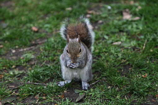 Squirrel in London Hyde park