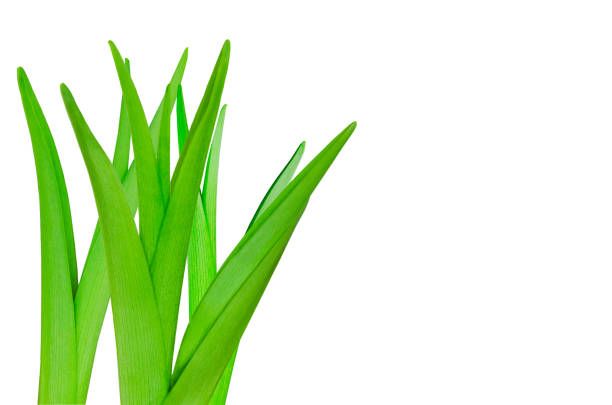 Fresh cut green onions isolated on a white background, top view. Chopped chives.
