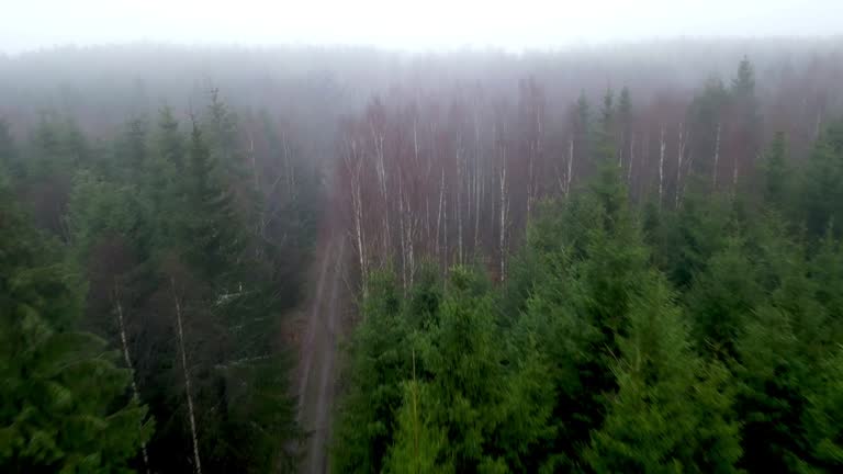 Aerial video of forest