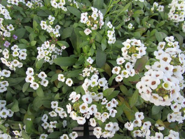 istock Close up of alyssum flower 2073490731