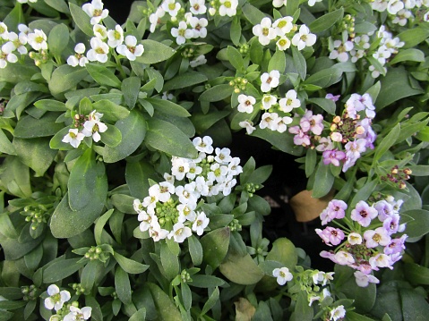 Alyssum is a cute flower that blooms like a ball with many small flowers gathered together.