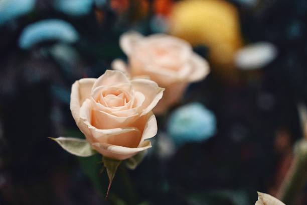 istock Delicate Rose in the lens 2073492953