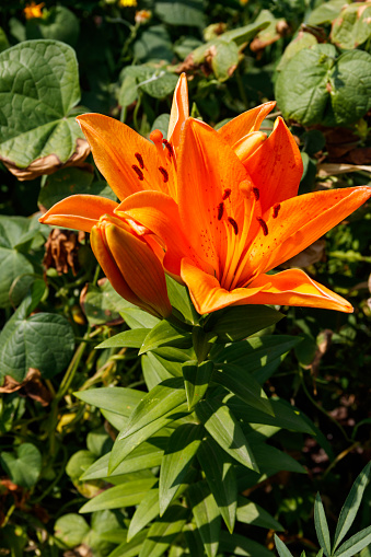 Oriental lily in flower bed in the garden