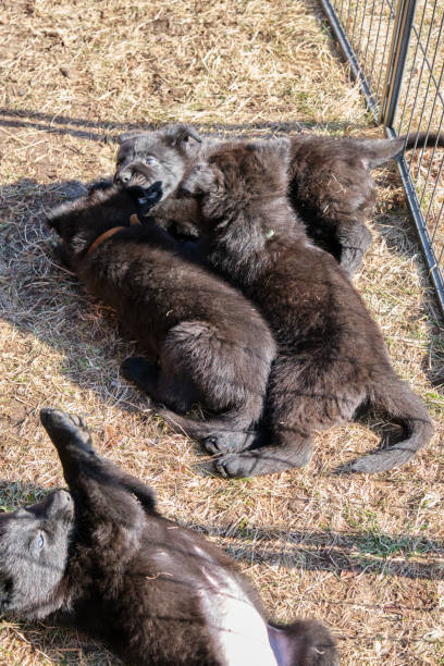 istock Beautiful gray and black German Shepherd puppies playing in their compound on a sunny spring day in Skaraborg Sweden 2073494006