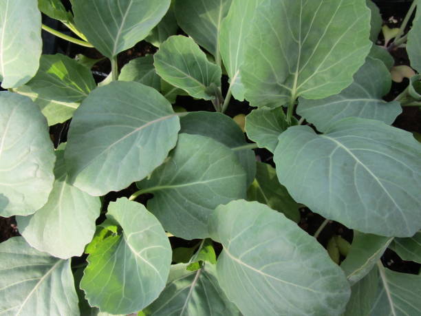 istock Close up of young cabbage leaves 2073496110