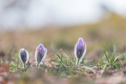 Spring flowers Pulsatilla Grandis on a meadow. Purple flowers on a meadow with a beautiful bokeh.