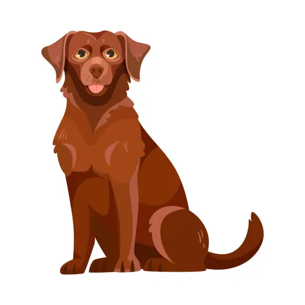 Vector illustration of Labrador Retriever Dog Breed with Brown Coat Sitting Vector Illustration