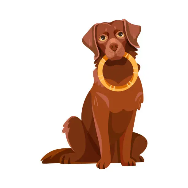 Vector illustration of Labrador Retriever Dog Breed with Brown Coat Sitting with Ring Vector Illustration