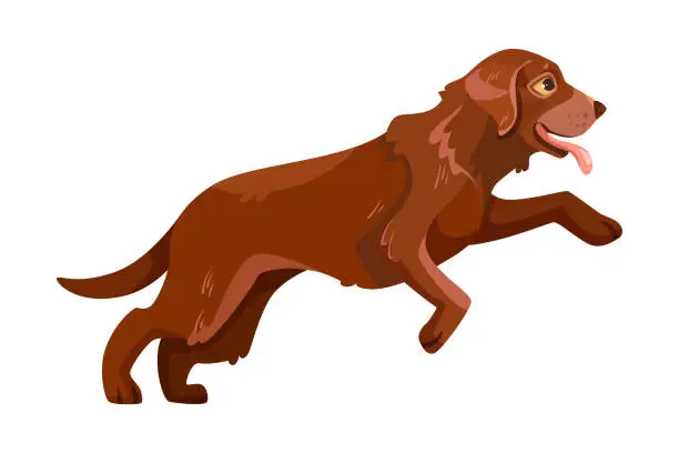Vector illustration of Labrador Retriever Dog Breed with Brown Coat Running Vector Illustration