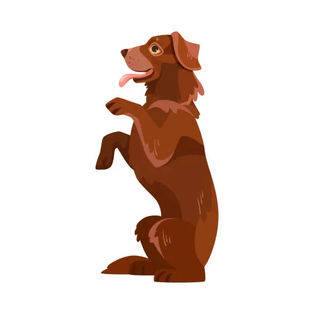 Vector illustration of Labrador Retriever Dog Breed with Brown Coat Stand on Hind Legs Vector Illustration