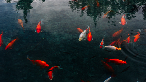 There are a lot of fish in the pond, the concept of wish fulfillment.