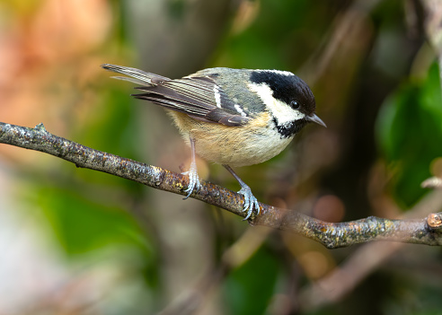Tiny black-capped songbird with white cheeks, foraging in Dublin's National Botanic Gardens.