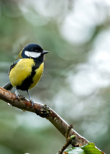 istock Great Tit (Parus major) - Widespread across Europe & Asia 2073524341