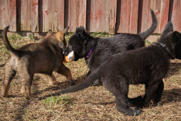 istock Beautiful gray and black German Shepherd puppies playing in their compound on a sunny spring day in Skaraborg Sweden 2073525388