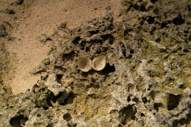 Seashells on the beach, Shinri Beach, Kumejima