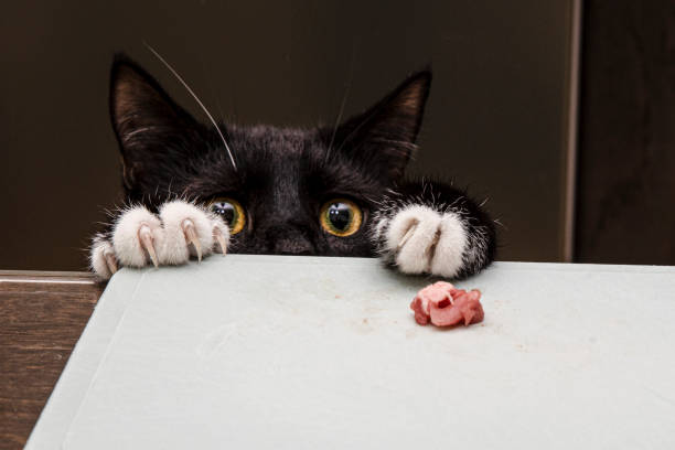 the cat paws pieces of meat from the table. - domestic cat gray kitten paw - fotografias e filmes do acervo