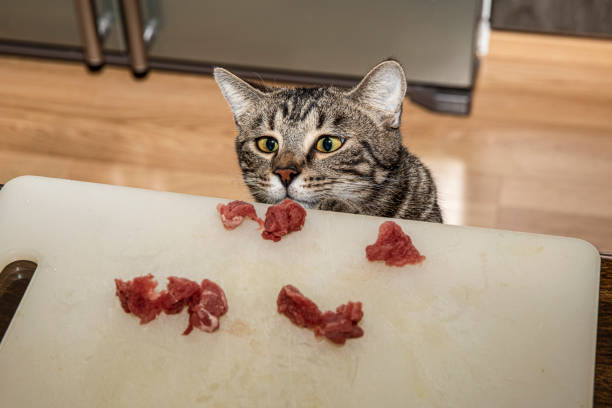 The cat paws pieces of meat from the table. The cat drags the food.