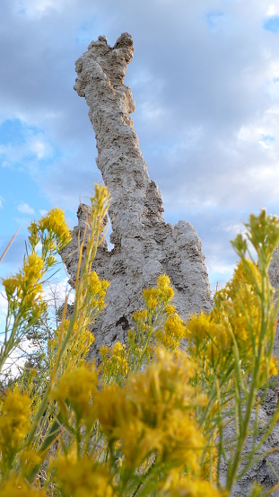 Tufa rock column rising out of yellow flowers at Mono Lake, California, USA