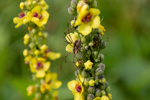 Spider on a flower of a yellow mullein (Verbena vulgaris)