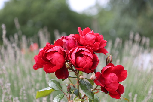 Beautiful red roses in the garden