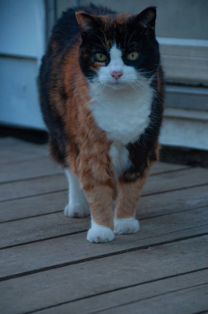 A Black, White and Orange Calico Cat outside on the deck looking at the camera