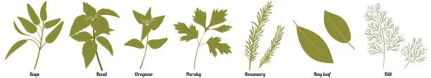 Vector illustration of Dill, oregano, rosemary, parsley, basil, bay leaf, oregano, sage.  Set of kitchen herbs