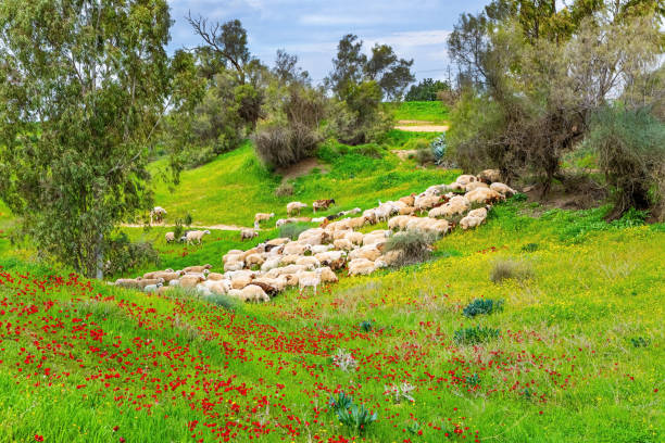 istock Herd of sheep grazing in hollow 2073584892
