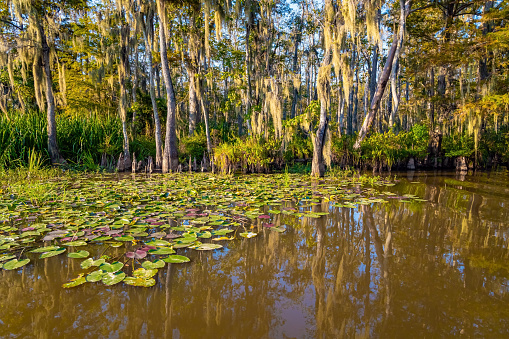 Swamps on sunny day. Quiet creek with water lilies. Louisiana. Boat excursion to the protected areas of the Mississippi Basin. Autumn nature. Travel to America.