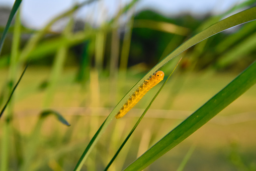 yellow caterpillar on leaf