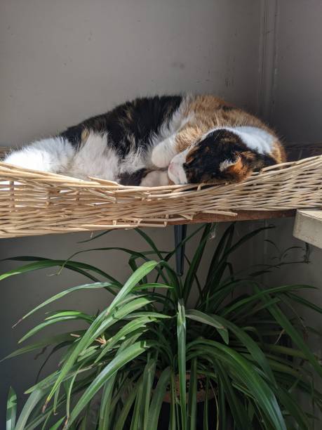 istock A Black, White and Orange Calico Cat 2073590173